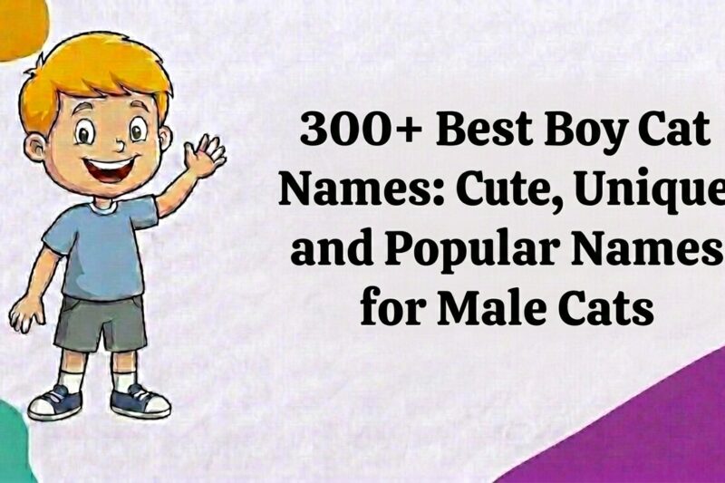 300+ Best Boy Cat Names: Cute, Unique, and Popular Names for Male Cats